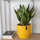  Sansevieria Small 