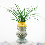  Oriental Orchid 