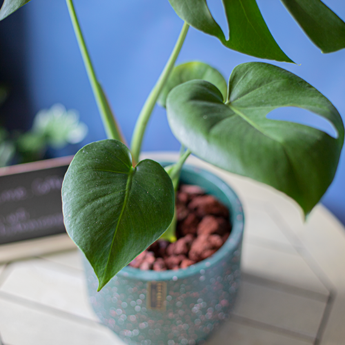  Monstera 