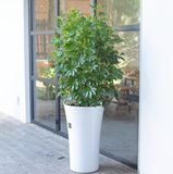  Umbrella Plant 