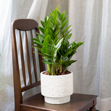  Money Tree 