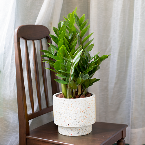  Money Tree 