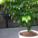  Emerald Tree (L) 
