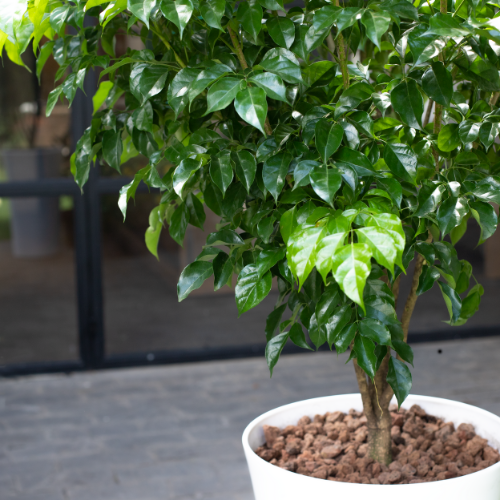 Emerald Tree (L) 