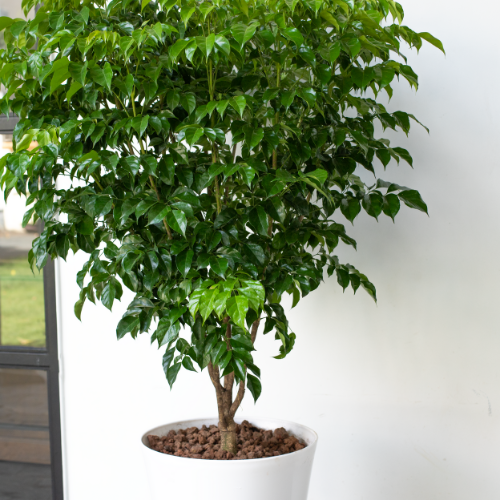  Emerald Tree (L) 