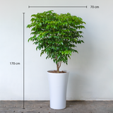  Emerald Tree (L) 