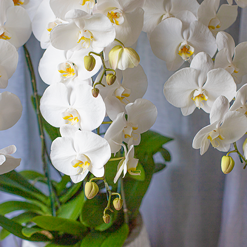  White Orchid - 6 Stems 