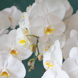 White Orchid - 5 Stems 