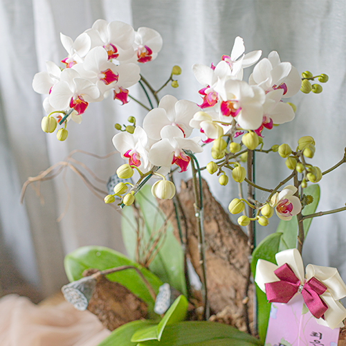  Mini White Orchid 