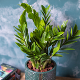  Money Tree 