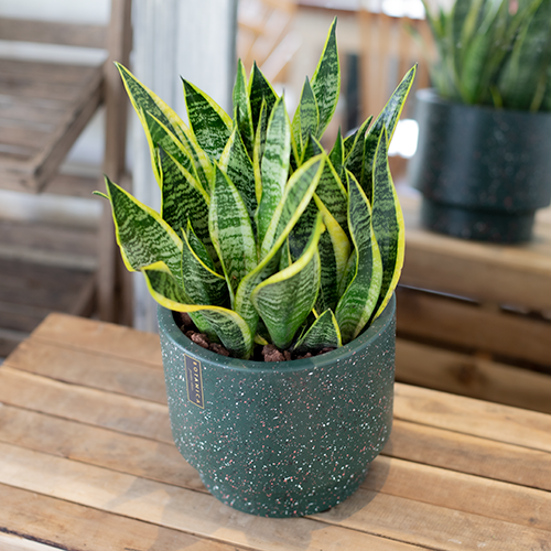  Sansevieria Small 