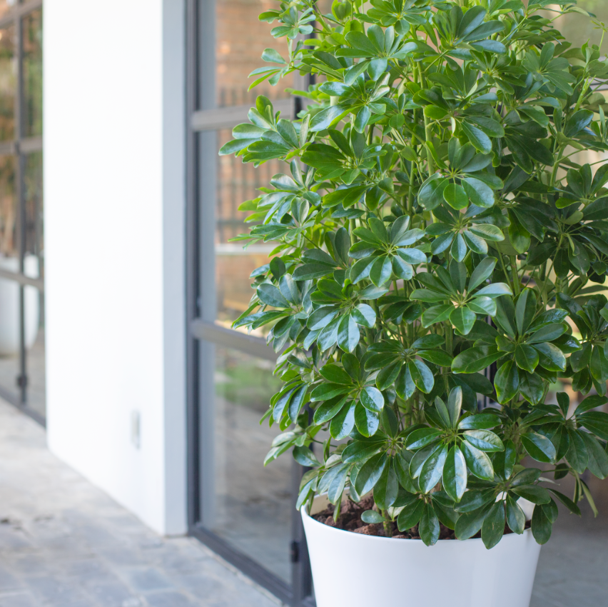  Umbrella Plant 
