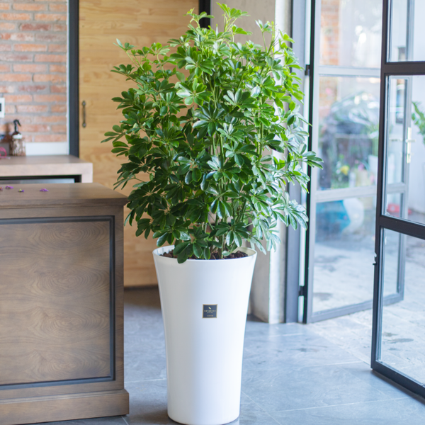  Umbrella Plant 