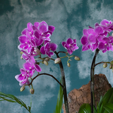  Mini Violet Orchid - Ivory Pot 