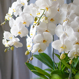  White Orchid - 6 Stems 