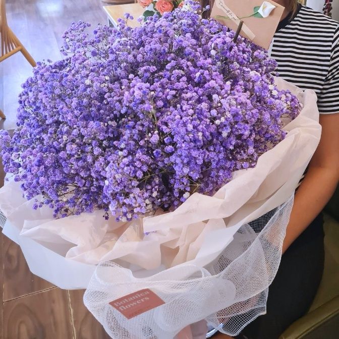  Violet Fragrance 
