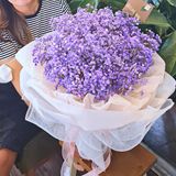  Violet Fragrance 