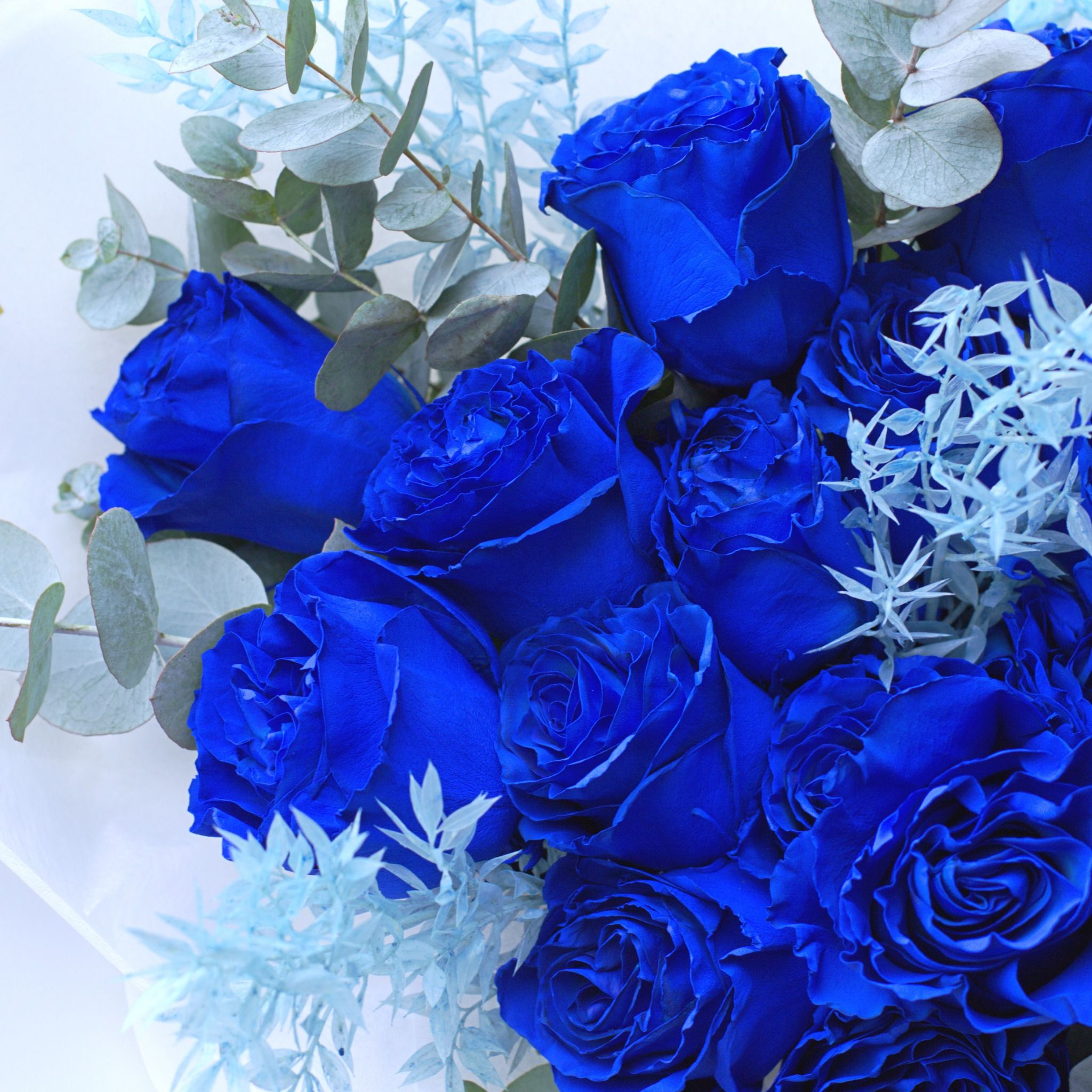  You are my miracle (Ecuador Blue Roses) 