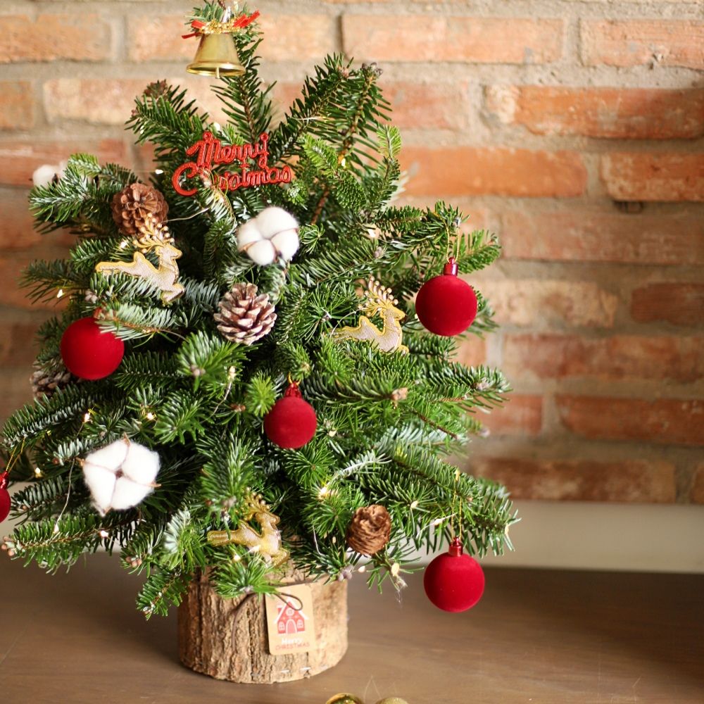  Cây Thông Noel Lấp Lánh 