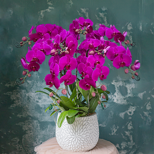  Pink Orchid - 10 Stems 