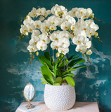  White Orchid - 10 Stems 