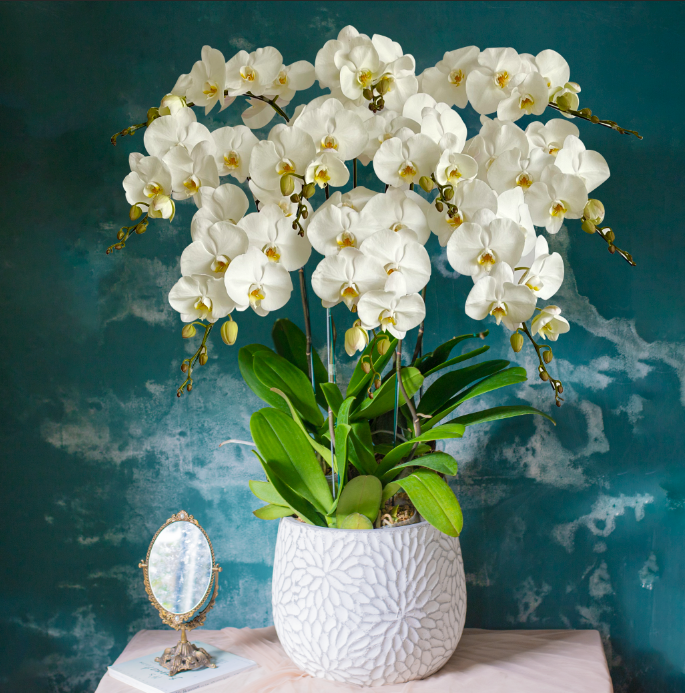  White Orchid - 10 Stems 