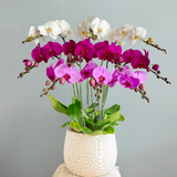  Lan Hồ Điệp Mix 10 Cành 