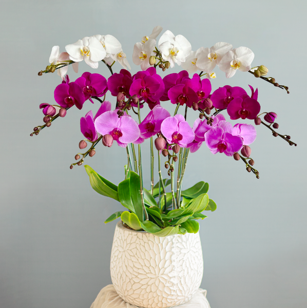  Lan Hồ Điệp Mix 10 Cành 