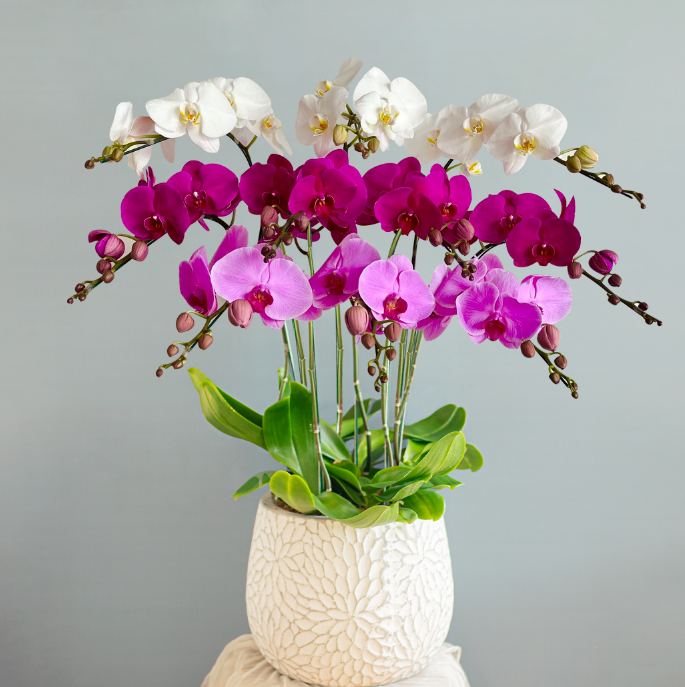  Lan Hồ Điệp Mix 10 Cành 