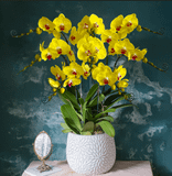  Orchid - 8 Stems 