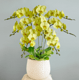  Yellow Orchid - 8 Stems 