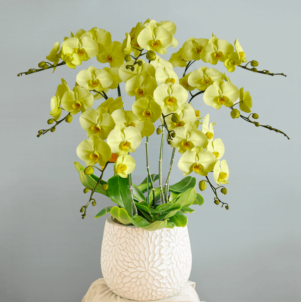  Yellow Orchid - 8 Stems 