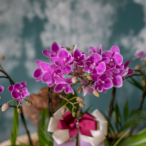 Mini Violet Orchid - Ivory Pot 