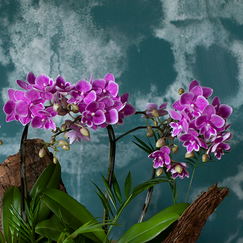  Mini Violet Orchid - Ivory Pot 