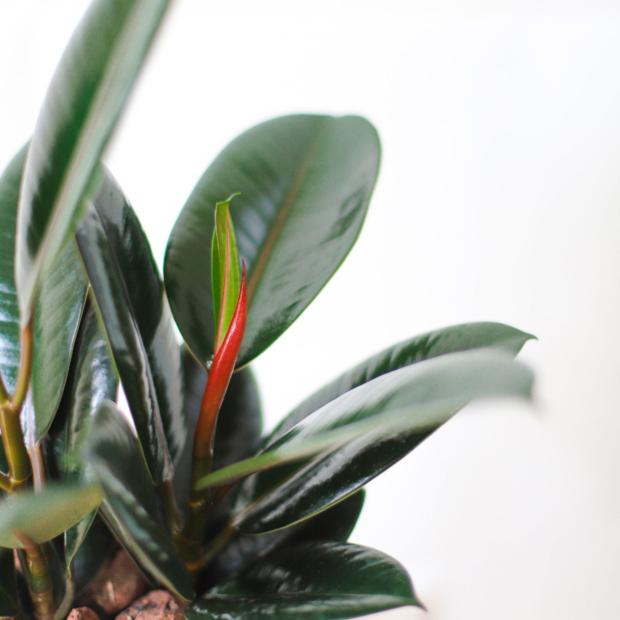  Mini Rubber Tree 