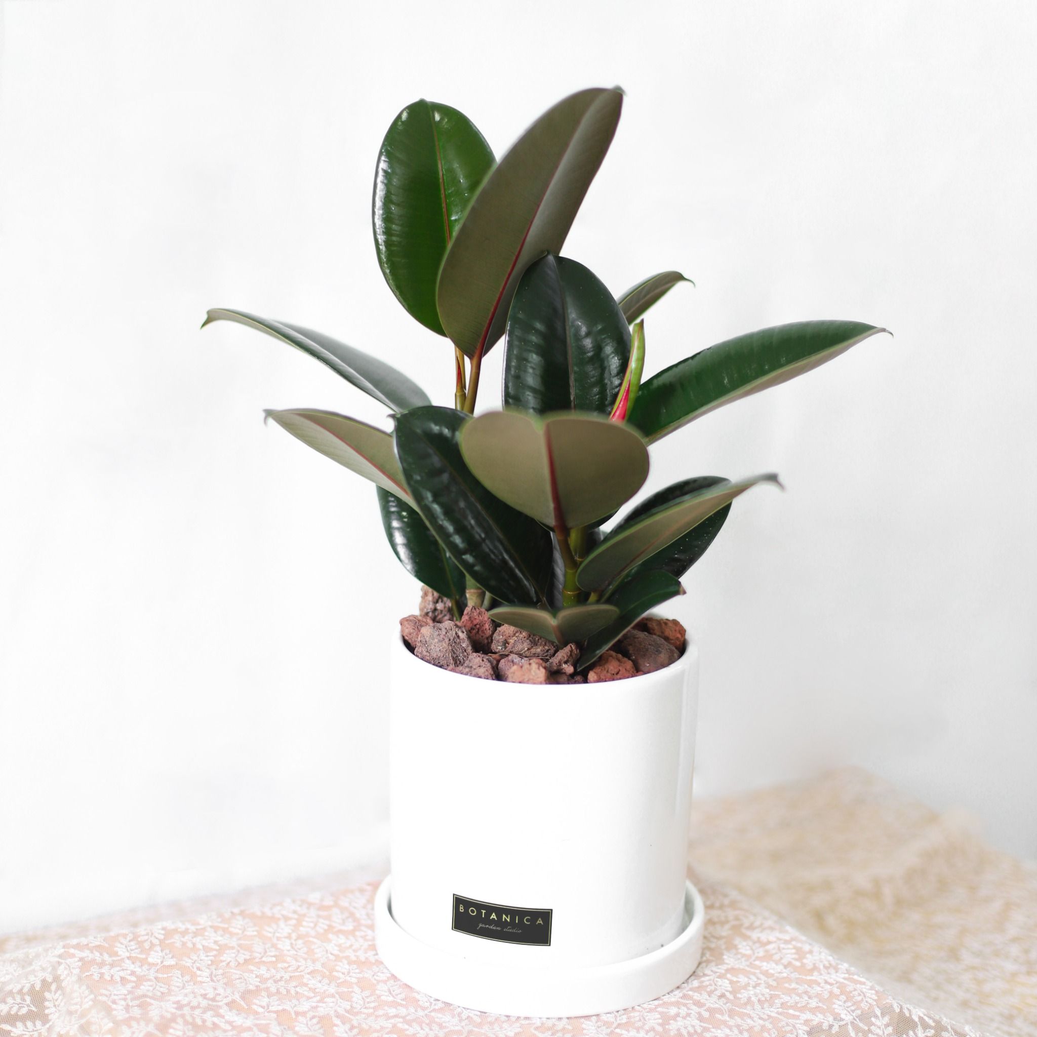  Mini Rubber Tree 