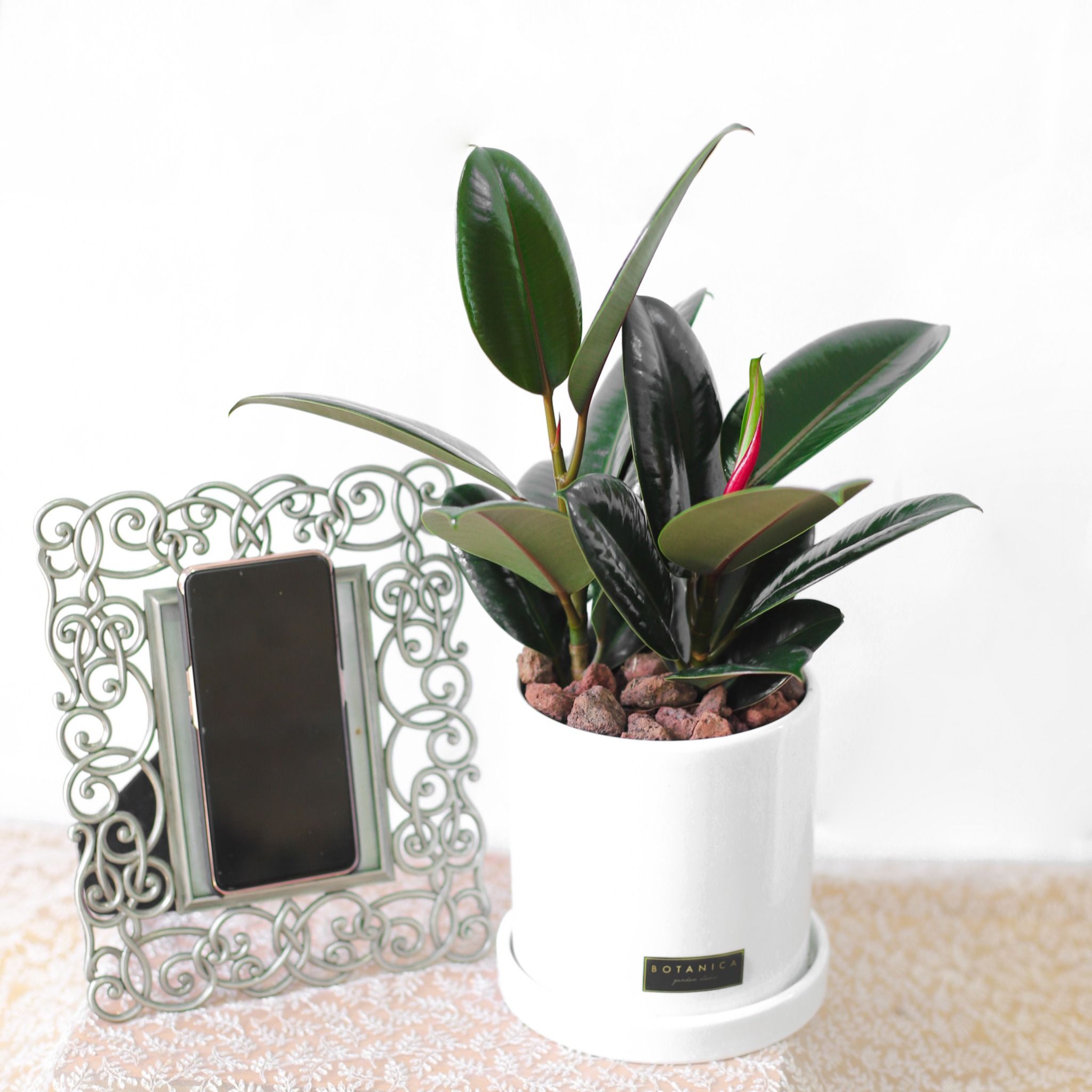  Mini Rubber Tree 