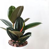  Mini Rubber Tree 