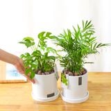  Mini Palm 