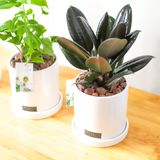  Mini Rubber Tree 
