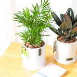 Mini Palm 