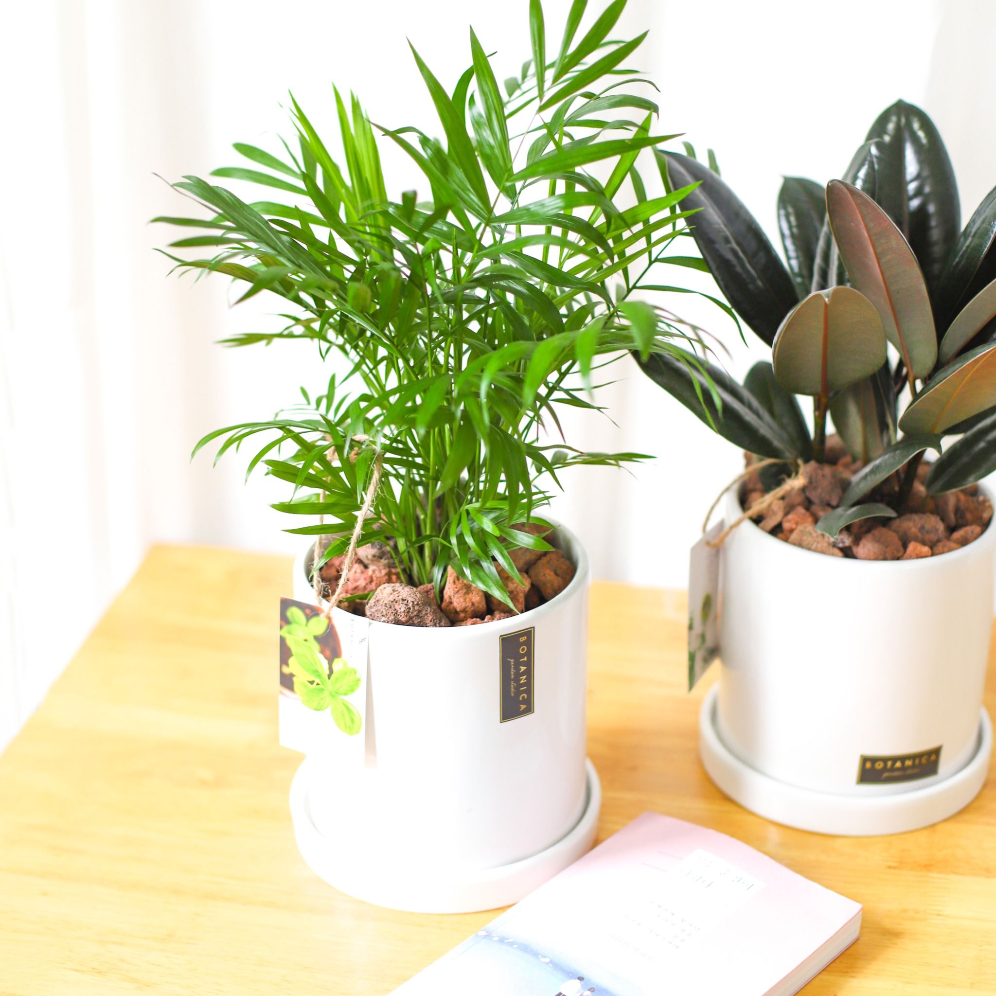  Mini Palm 