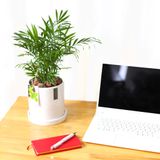 Mini Palm 