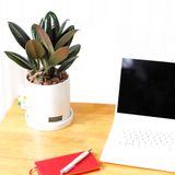 Mini Rubber Tree 