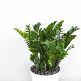  Money Tree - XL 