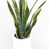  Sansevieria - L 