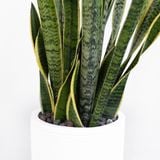  Sansevieria - L 