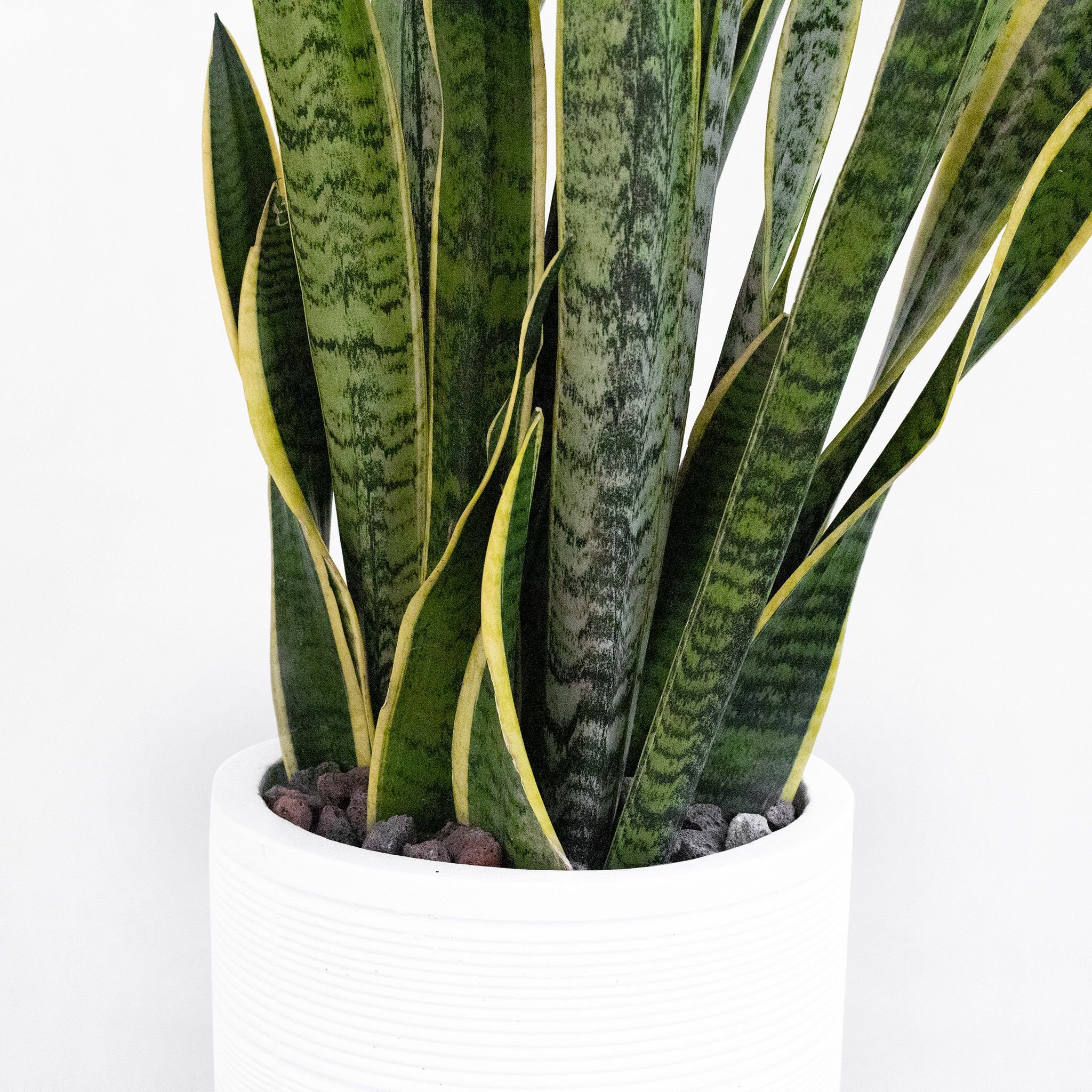  Sansevieria - L 