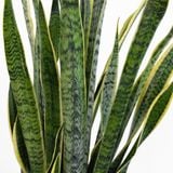  Sansevieria - L 