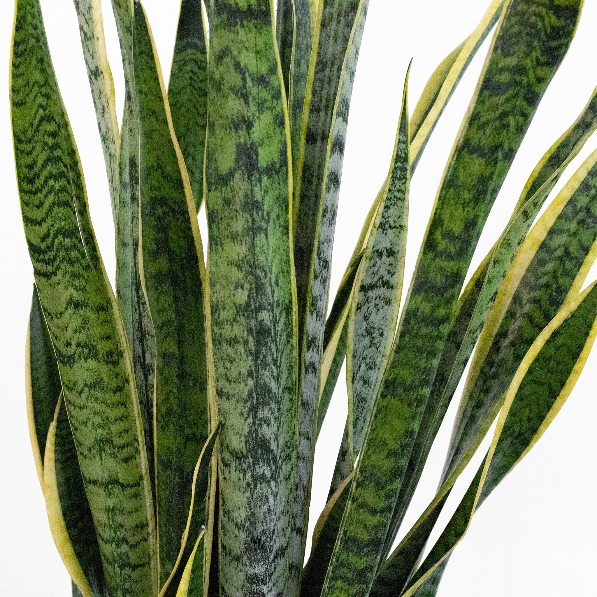 Sansevieria - L 